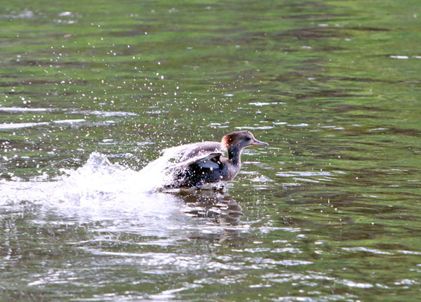Merganser